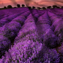 Parure copripiumino matrimoniale Goodnight Lavender Datex